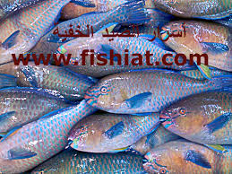 أحسن أنواع أسماك البحر الأحمر أسرار الصيد الخفية