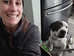 Found Dog Near Metro Airport Needs New Home