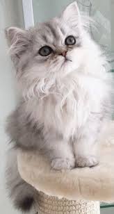 Chat Cat Kitten Mignon Blanc Blanc Avec Images Chat Trop Mignon Bebe Chat Chats Et Chatons