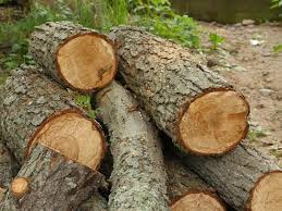 Throw the wood sample in a fire 3. 7 Different Types Of Alder Wood Home Stratosphere