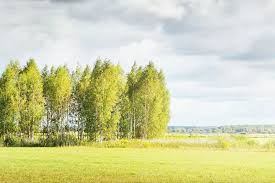 Image result for Landolphia foretiana