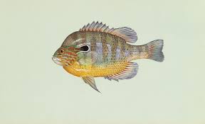 Most adult fish weight over two thousand pounds. 6 Of The Most Common And Popular Sunfish Species