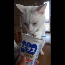 Clever Cat Uses Spoon To Eat Yogurt Https Rumble Com Embed Ua9as Vb4cp Utm Content Bufferdd46f Utm Medium Social Utm Source Pinterest Com U Cats Yogurt Eat