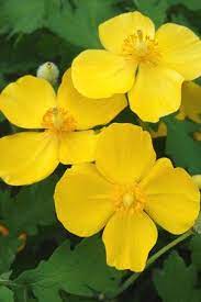 Stylophorum Diphyllum Celandine Poppy From North Creek Nurseries Plants Virginia Bluebells Native Garden