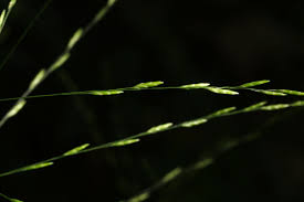 Image result for Megastachya mucronata