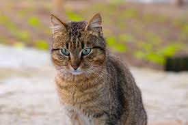 This is one of the best wet food out there. Blue Buffalo Allergy In Cats Symptoms Causes Diagnosis Treatment Recovery Management Cost