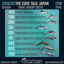 Taiji Facts Frequently Asked Questions Dolphin Project