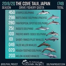 taiji facts frequently asked questions dolphin project