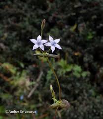 Image result for Swertia erosula