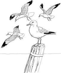Seagulls Coloring Pages Super Coloring Bird Drawings Seagull Tattoo Coloring Pages