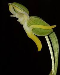 Image result for Habenaria tentaculigera