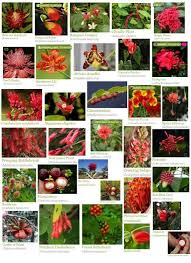 Image result for Stipularia africana