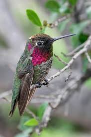 Birds Kus Sinek Kusu Hayvan Hayvanlar