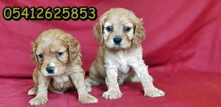 Cocker Yavrusu Golden Retriever