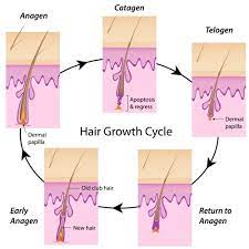How To Grow Facial Hair Faster - Phagans School Of Hair Design