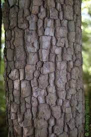 Pin By Kathy Linger On Garden Ideas Tree Textures Patterns In Nature Wood Bark