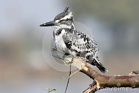 Small Gray Bird With Black And White Head Pied Kingfisher Sitting On A Tree Branch Mostly Bird Colour Is White Black And Light Grey Legs Are Light Pink Bird Kingfisher Bird Kingfisher