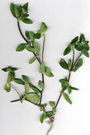 Image result for Richardia brasiliensis