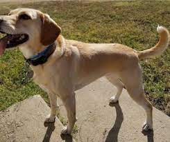 The Beagle Lab Mix A K A Beagador Fun Playful With A Mind Of Its Own Animalso