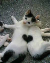 I Need These They Re So Perfect Fotos De Animais Gatinhos Fofos Animais De Estimacao