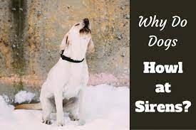 Why Do Dogs Howl At Sirens Labrador Training Hq