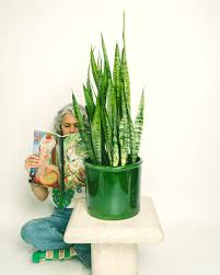 Image result for Hunteria zeylanica