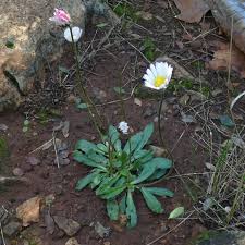 Image result for Bellis