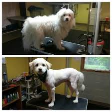 Dog Grooming Services Dog Grooming Pet Trainer Pet Sitters