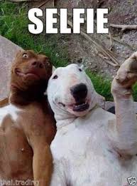 Pin On Funny Dog Meme S