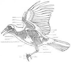Good Drawings On Wings And Feathers Animal Skeletons Animal Drawings Bird Bones
