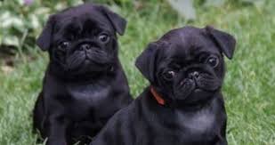 Pug stud service is available. Pugs For Sale In Michigan Information Pugs Home