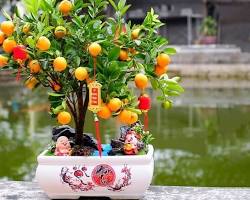 Hình ảnh về Cây quất ngày Tết