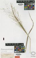 Image result for Panicum pansum