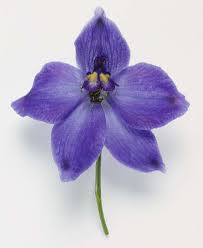 Flowers Photo Flowers Larkspur Tattoo July Birth Flower Birth Flowers