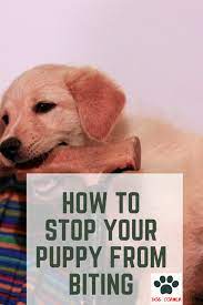 Maybe you would like to learn more about one of these? How To Stop Your Puppy From Biting Puppy Biting Puppies Excited Dog