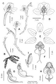 Image result for Brachycorythis lastii