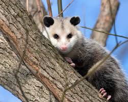 Has a possum taken a habit of entering through your pet's door? Opossum Operation Wildlife