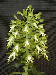 Image result for Bonatea pulchella