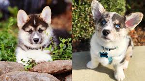 A mix of the playful labrador and the hardworking siberian husky, this relatively new mixed breed has captured the eyes and hearts of millions of dog lovers around the world. Corgi Husky Mix 12 Amazing Things About Horgi Dogs