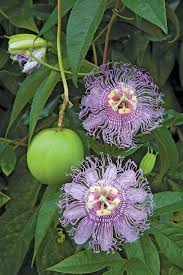 Pin On Container Gardening