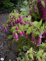 Campanula Punctata Cherry Bells Purple Garden Plants Cottage Garden