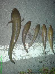 Iwak kutuk, ikan gabus, ikan dleg, iwak dlek, ikan haruan, ikan boncel, iwak kadal, iwak pitek, ndog horn, kocolan, snakehead, ndas ulo gambar 1; My Photo Album