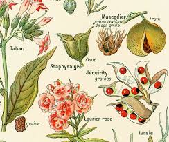 Pin On Antique Botanical Prints