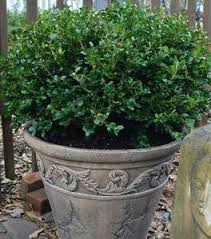 Golden dream boxwood is an extremely handsome boxwood variety that features very small, dense foliage which has bright green and yellow variegation throughout the entire plant. Buy Golden Dream Boxwood Shrubs For Sale Garden Goods