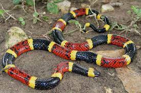 Texas Coral Snake Micrurus Tener A Photo On Flickriver Coral Snake Snake Texas Snakes