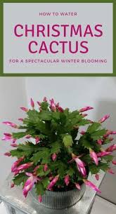 When they bloom, they produce colorful, tubular flowers in pink or lilac colors. How To Water Christmas Cactus For A Spectacular Winter Blooming Gardentipz Com Weihnachtskaktus Kaktus Pflanzen