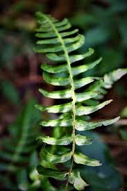 Image result for Blechnum attenuatum