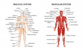 Free printable reflexology charts anatomy and health. Anatomy Images Free Vectors Stock Photos Psd