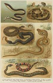 Venomous Snakes Antique Print Map Room Snake Venom Snake Chromolithograph