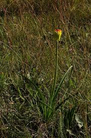 Image result for Kniphofia grantii